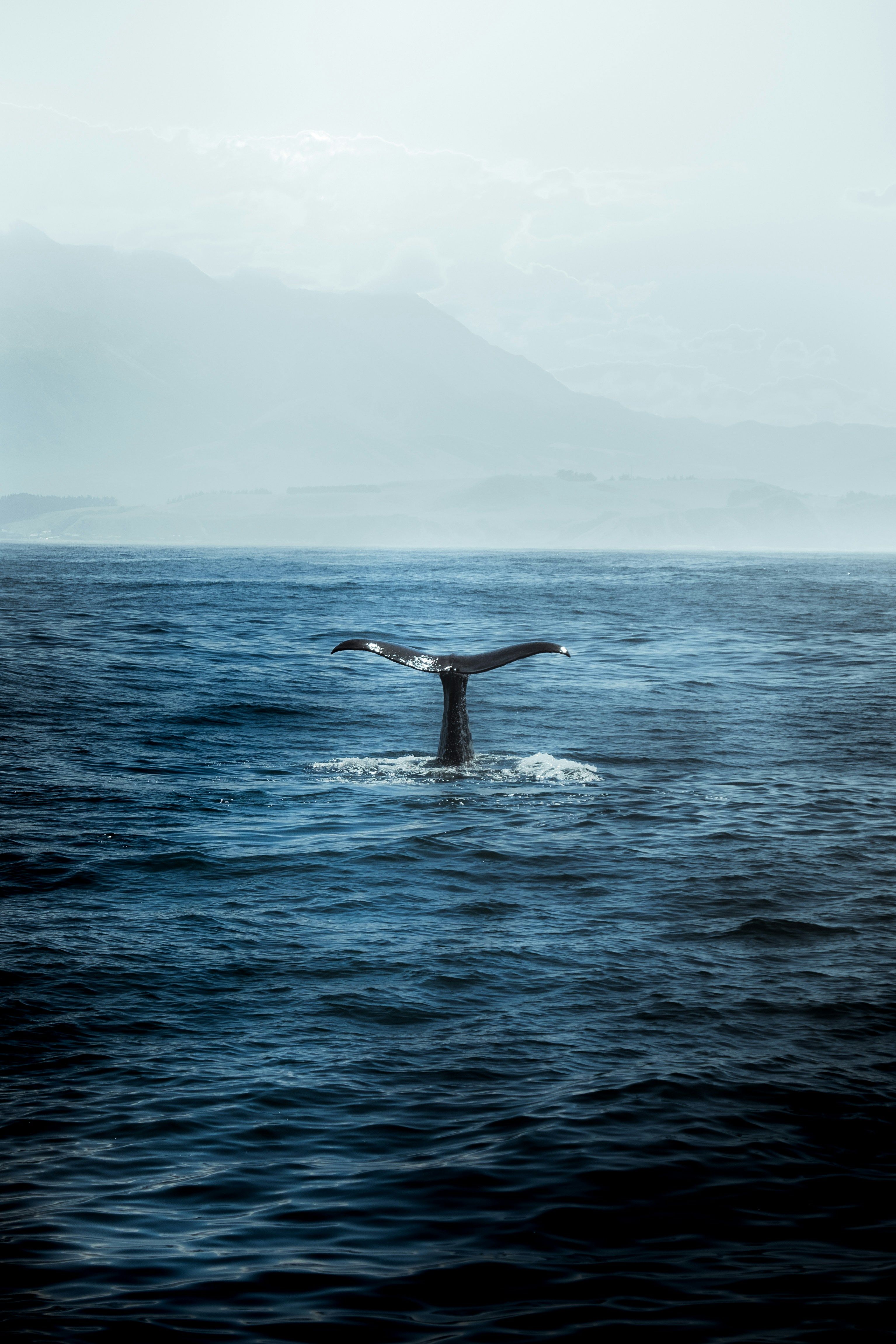 Learning to Talk to Whales Using AI