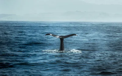 Learning to Talk to Whales Using AI