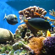 Reef Safe Sunscreens